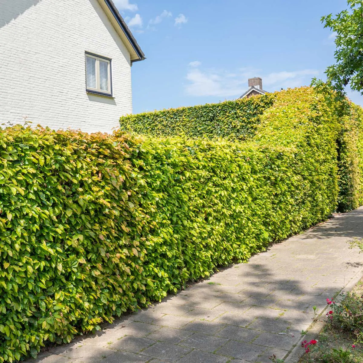 Buchenhecke Wachstum frdern | Garmundo