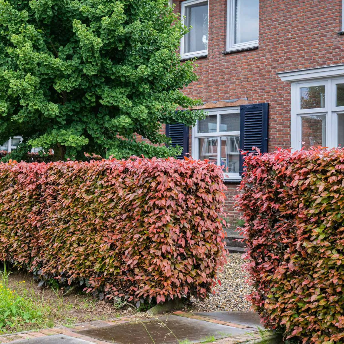 hedera helix bestellen Gemeiner Efeu Woerner (Hedera helix 'Woerner') | Mobilane Fertighecke | 220  cm main image 1