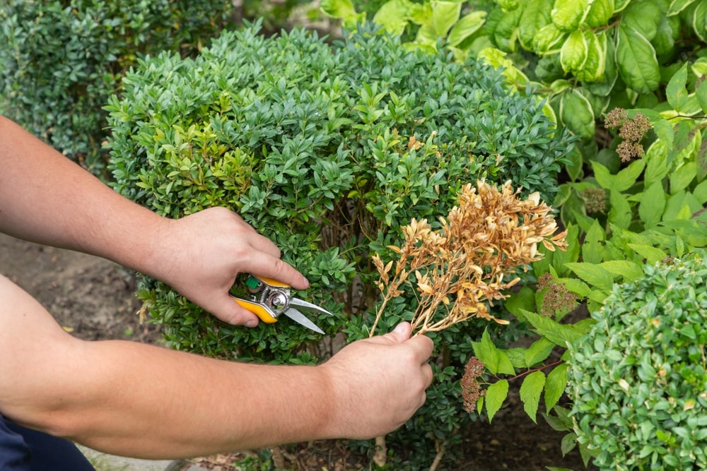 ashok plant Ashoka Pendula Tree (Polyalthia Longifolia)