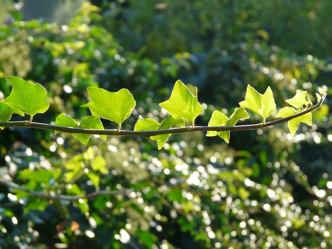 Was ist die Wachstumsgeschwindigkeit von Hedera? | Garmundo