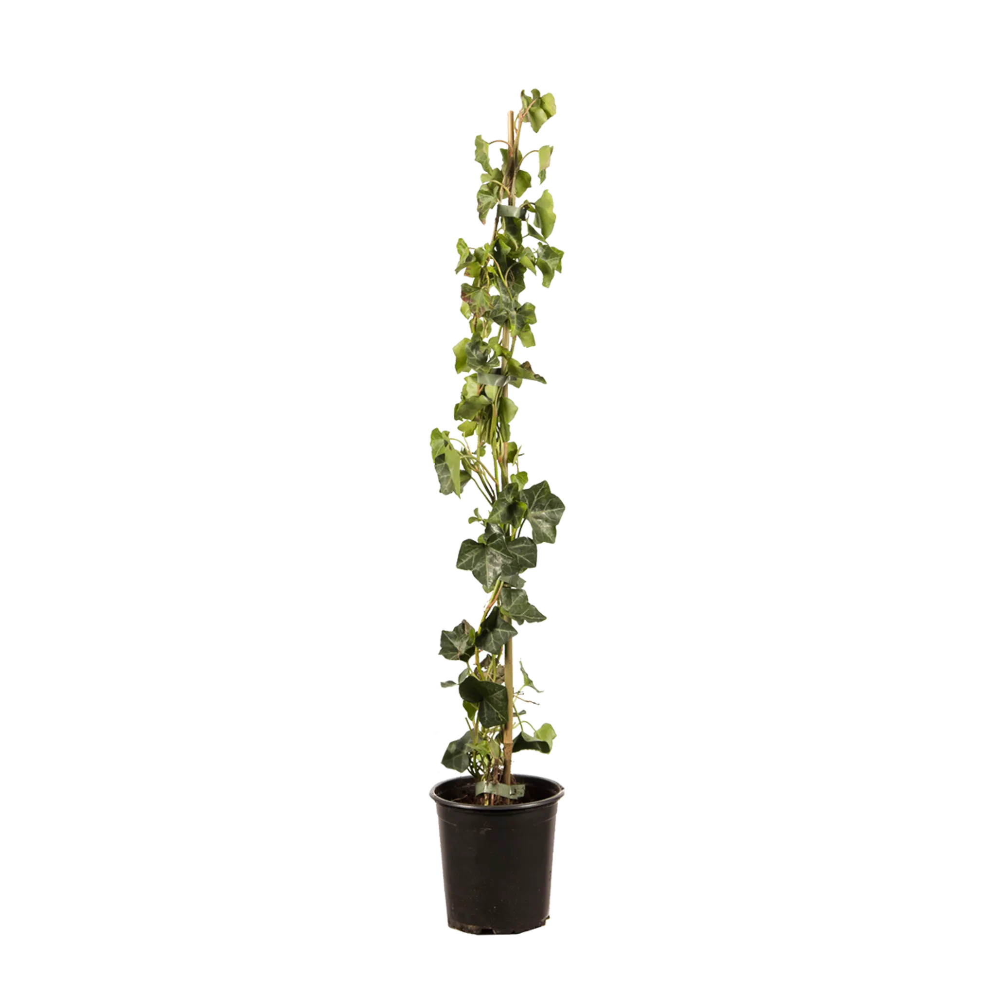 Großblättriger Efeu (Hedera hibernica) | 60-80 cm im Topf