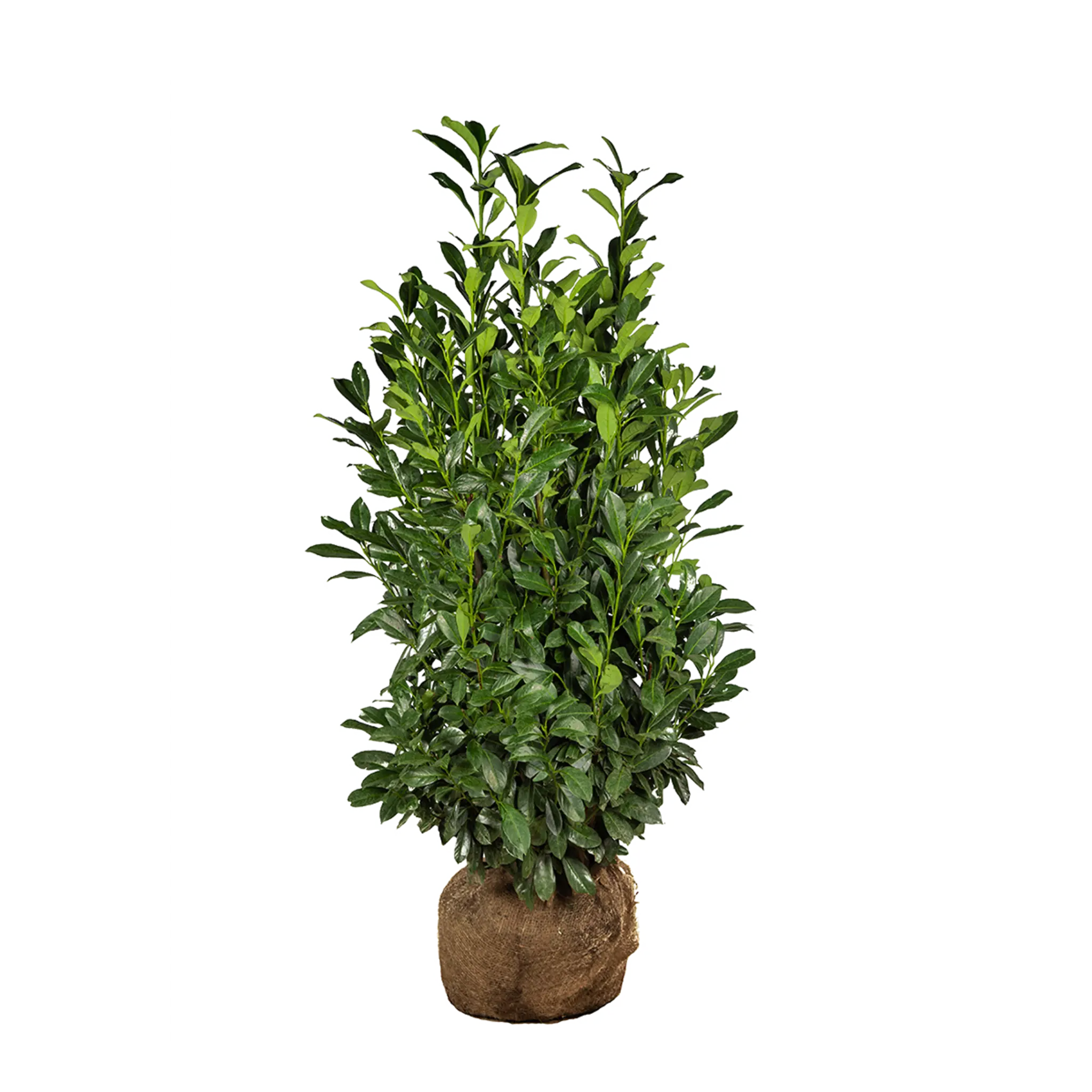Kirschlorbeer Elly Prunus Laurocerasus Elly 125 150 Cm Mit kirschlorbeer-elly-prunus-laurocerasus-elly-125-150-cm-mit