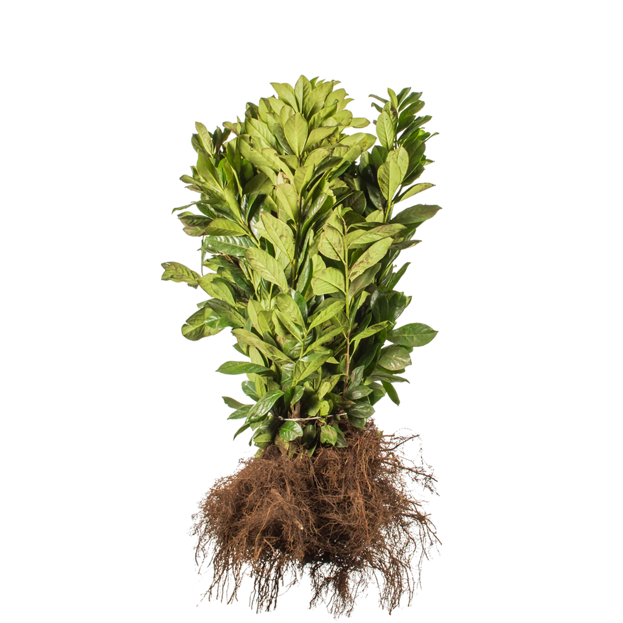 riesen monstera kaufen 6-8ft Monstera Deliciosa- NYC, NJ, CT, Boston, Providence, Washington DC, Baltimore, Philadelphia, Princeton, Long Island, and Upstate NY Local Plant Delivery – Dahing Plants main image 1