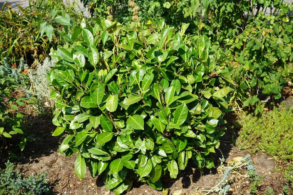 Kirschlorbeer pflanzen in 6 Schritten 