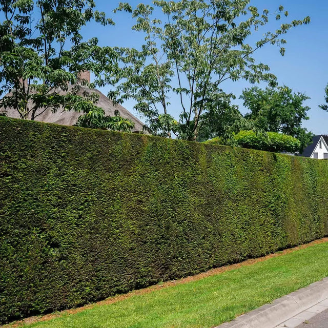 Eibe richtig schneiden