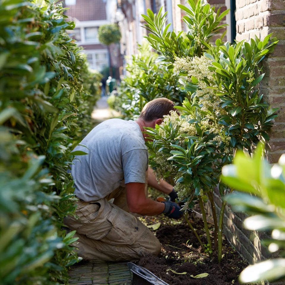Liguster bemesten: geschikte voeding, juiste moment en veelgemaakte fouten