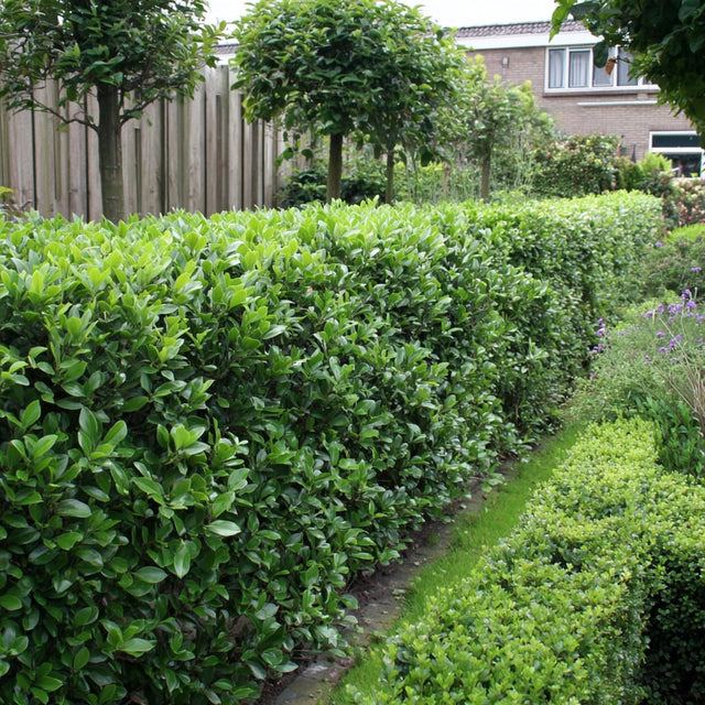 Een ligusterhaag snoeien: 5 eenvoudige stappen