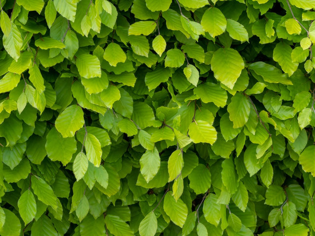 Wachstumsrate der Rotbuchenhecke in 4 Lebensphasen