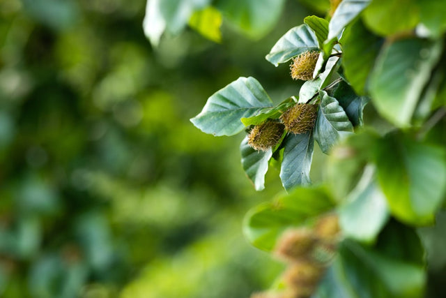 Buchenhecke umpflanzen in 5 Schritten