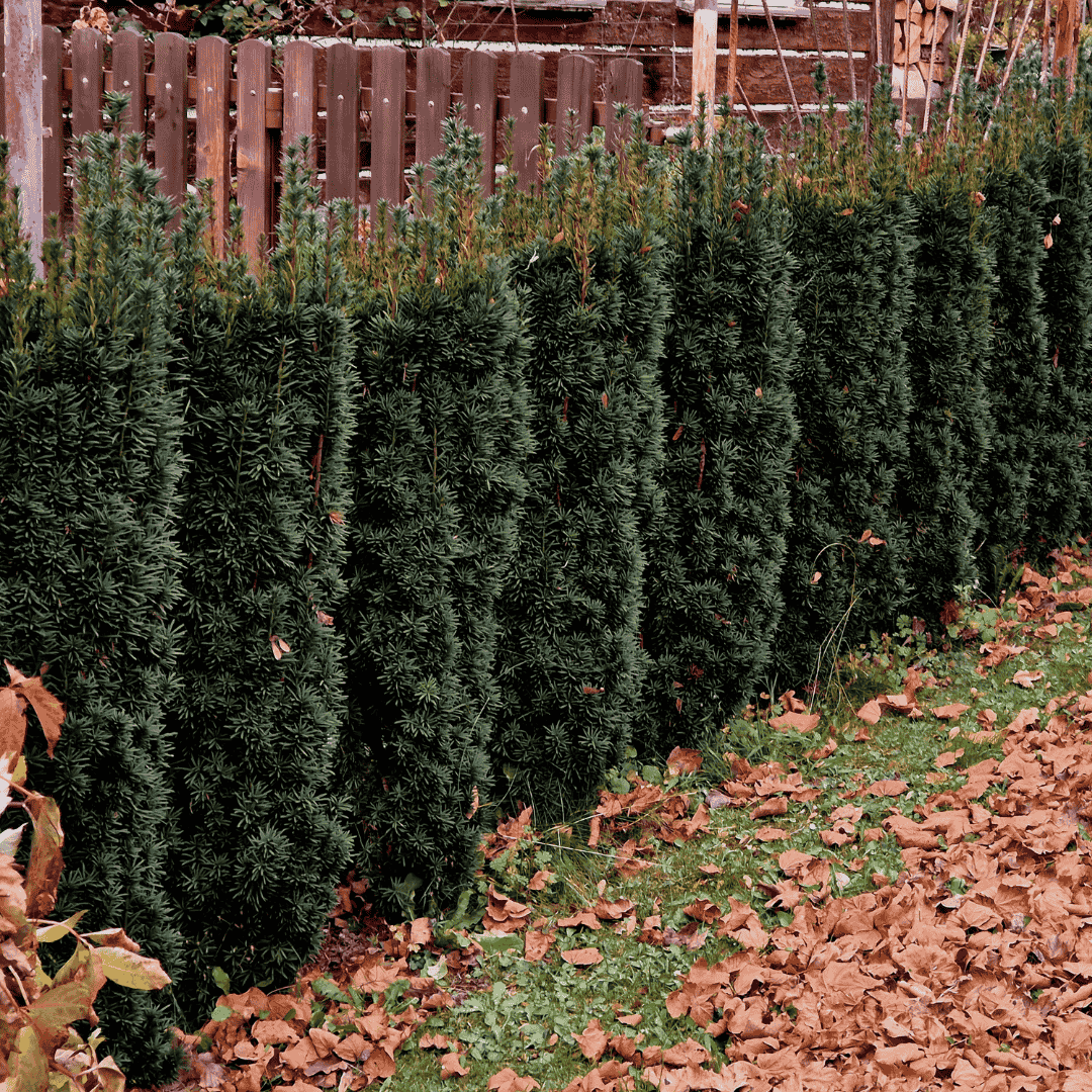 Taxus-Arten: 5 beliebte Sorten im Überblick