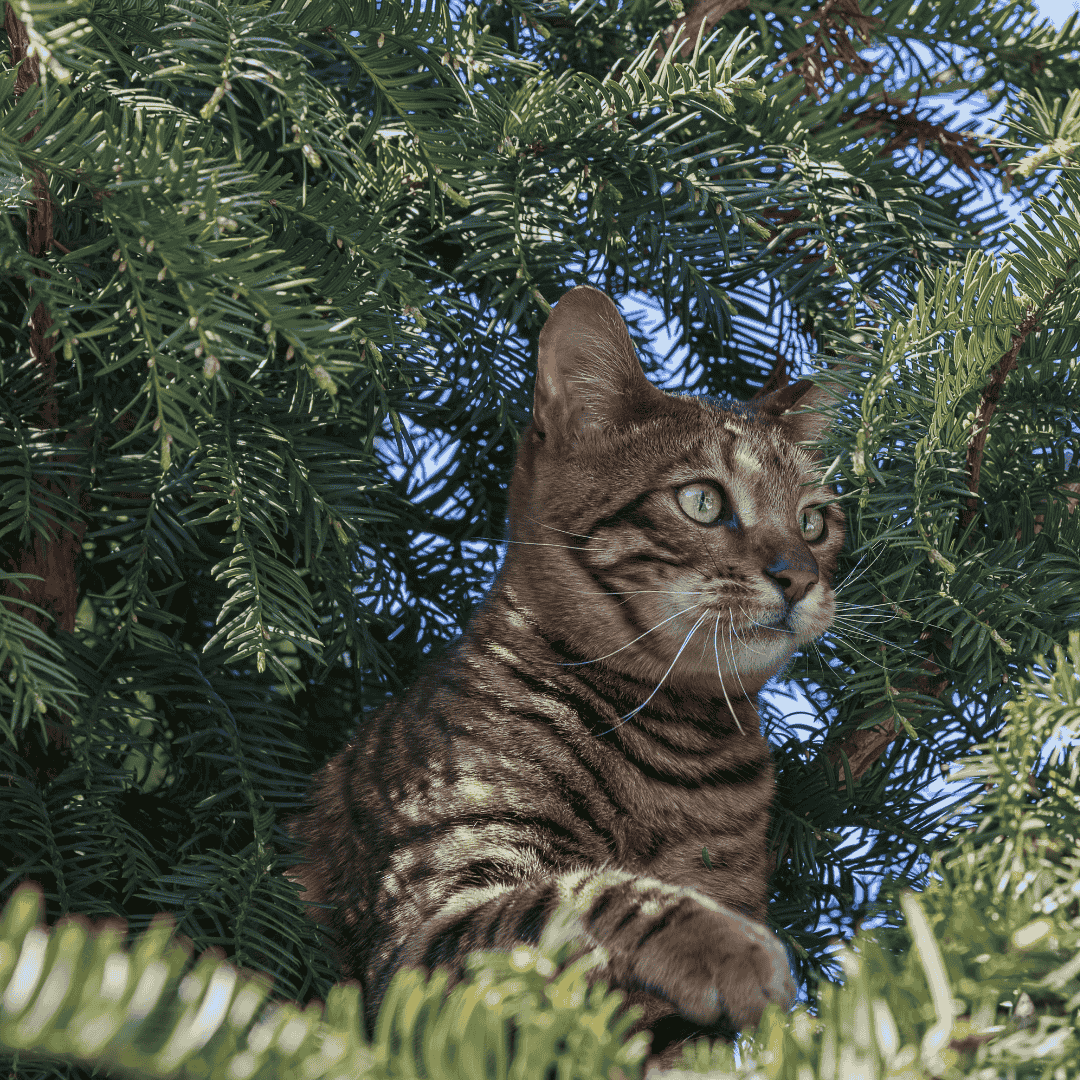 Ist die Eibe giftig? Alles, was du wissen musst