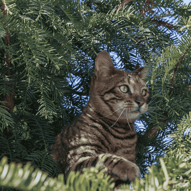 Ist die Eibe giftig? Alles, was du wissen musst