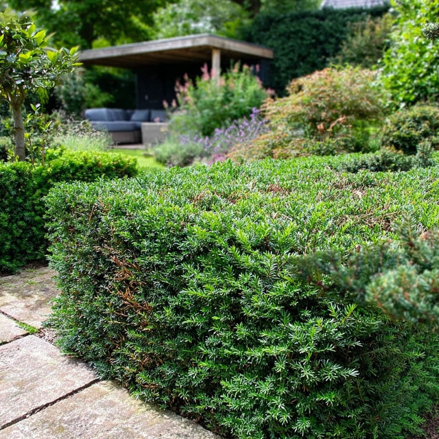 Eibe umpflanzen in 5 einfachen Schritten