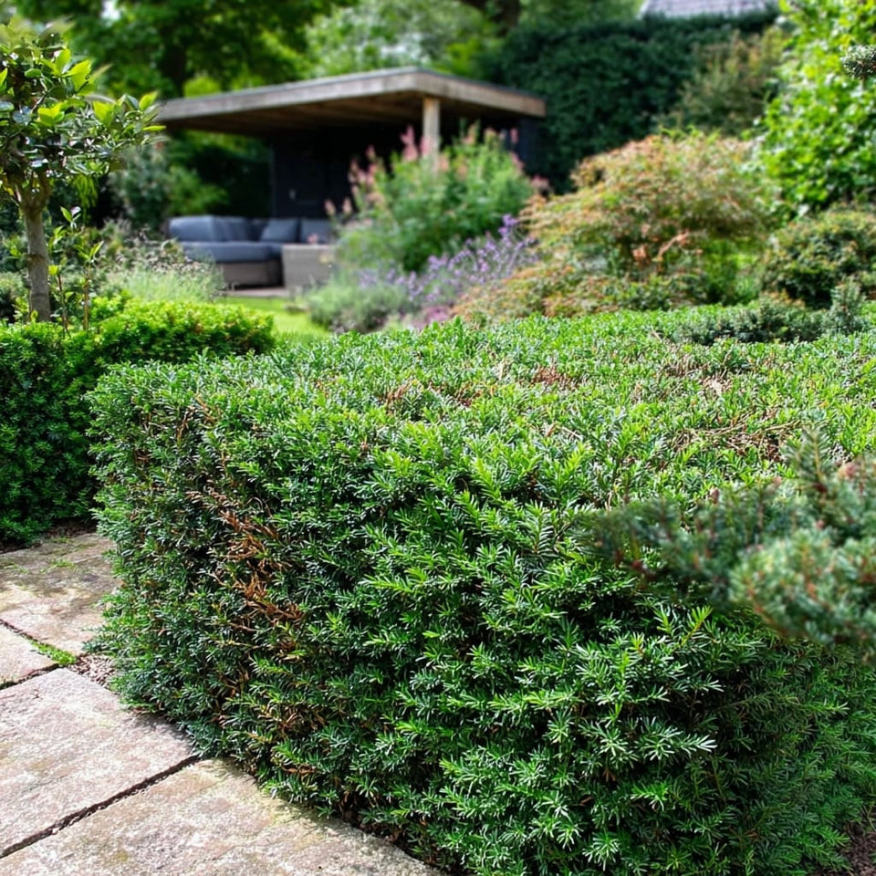 Eibe umpflanzen in 5 einfachen Schritten