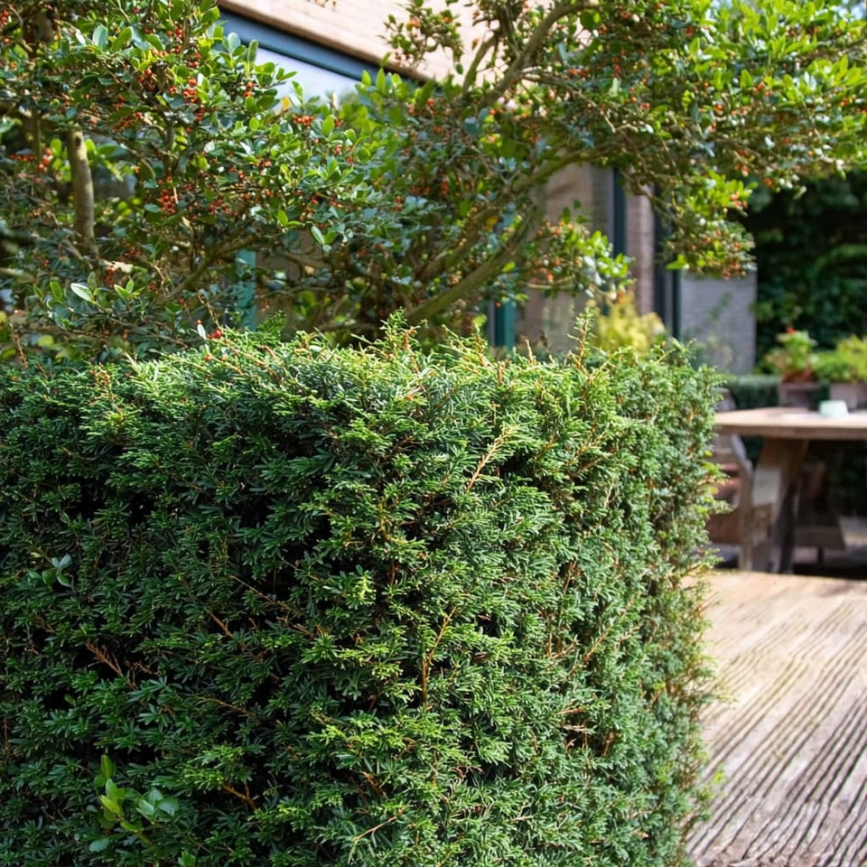 Eibenlaus erkennen: Symptome, Schäden und Bekämpfung