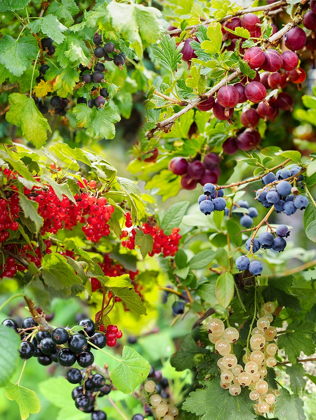Gemischter Obstgarten Beeren Mix
