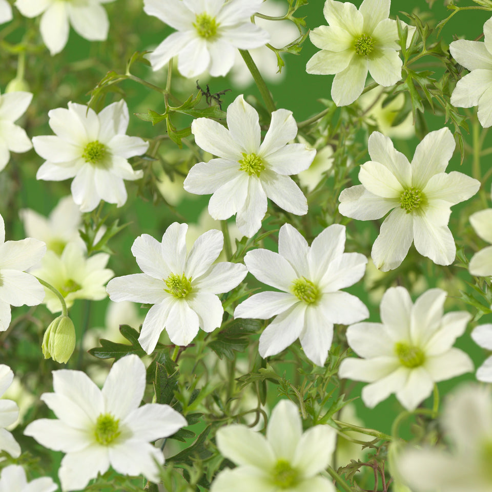 Immergrüne Waldrebe Early Sensation