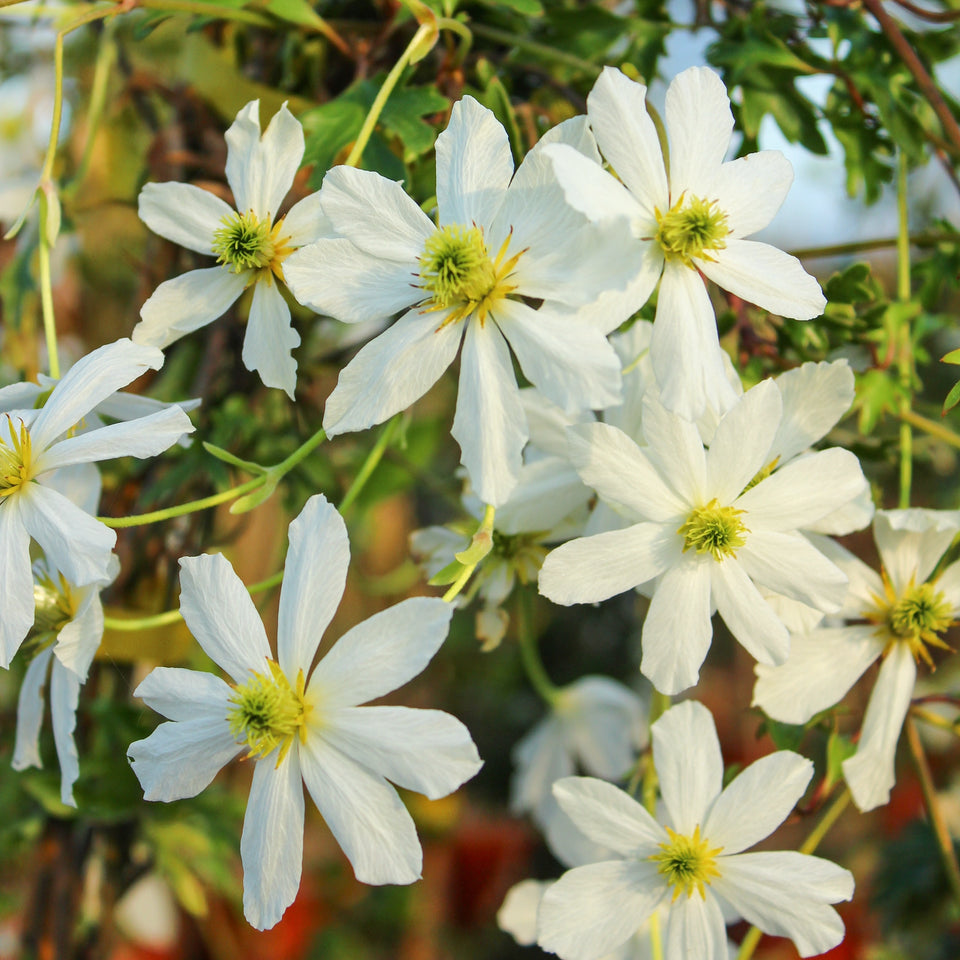Immergrüne Waldrebe Early Sensation