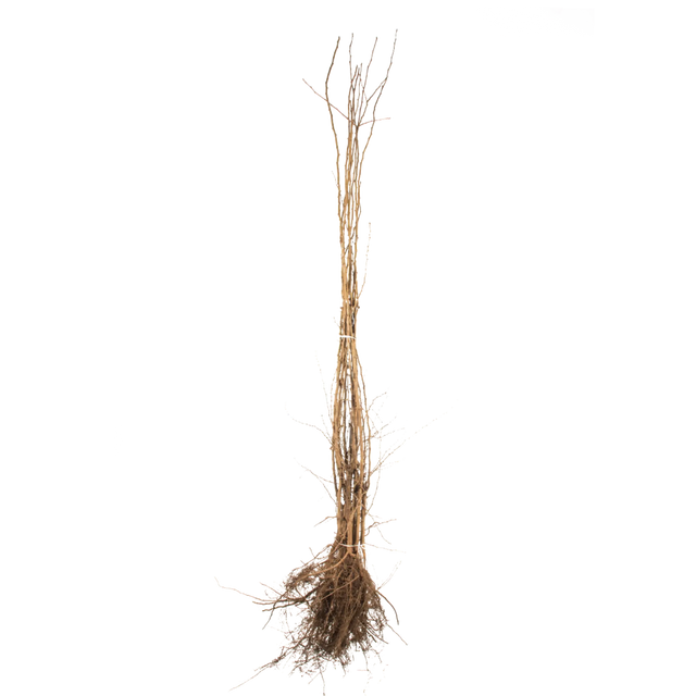 Eingriffeliger Weißdorn