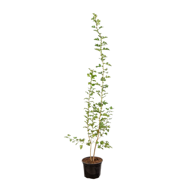 Eingriffeliger Weißdorn