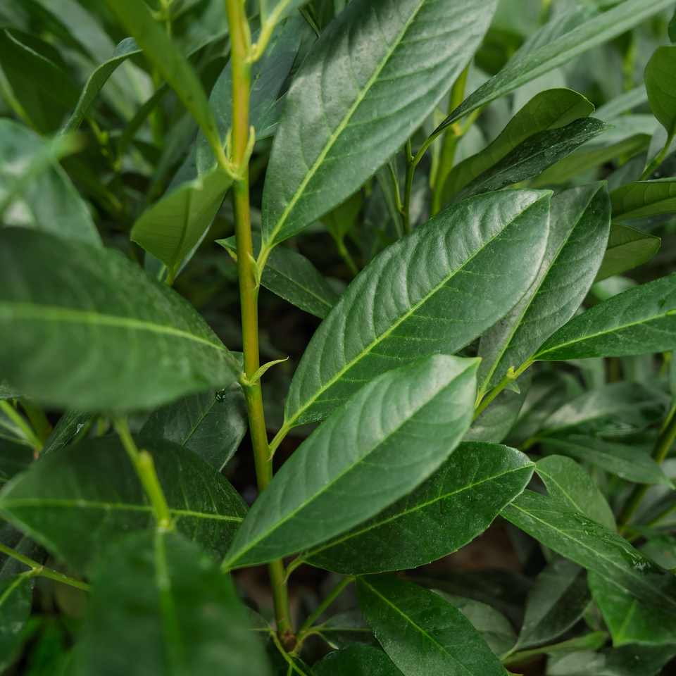 Kirschlorbeer Elly®