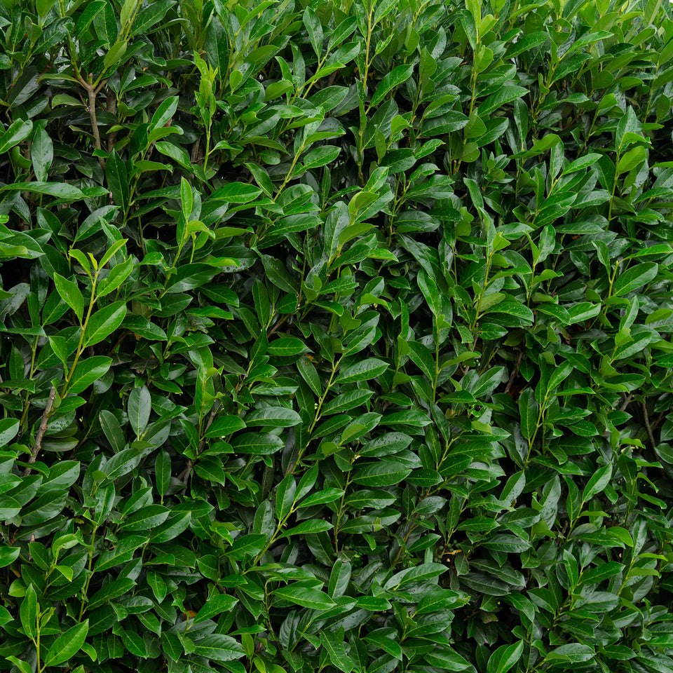 Kirschlorbeer Elly®