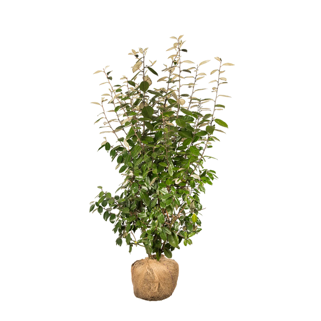 Wintergrüne Ölweide