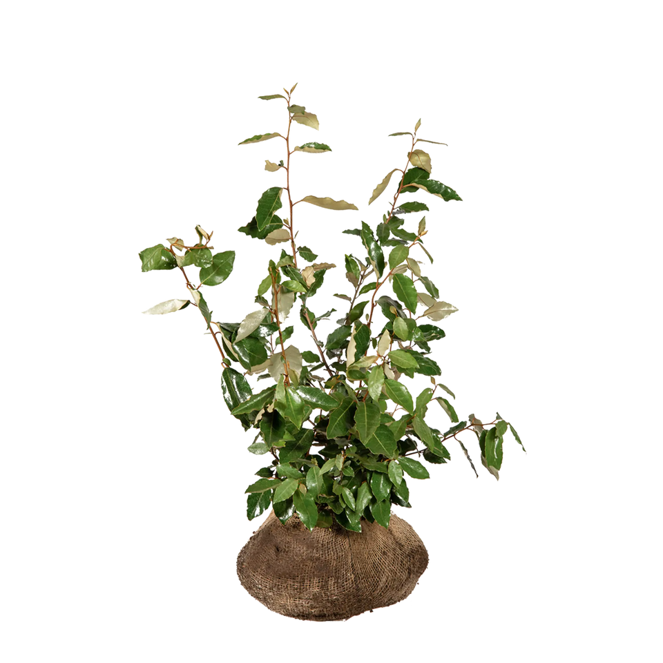 Wintergrüne Ölweide