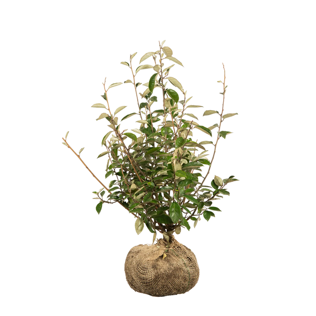 Wintergrüne Ölweide