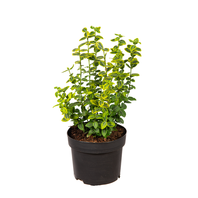 Kriechspindel Emerald 'n Gold