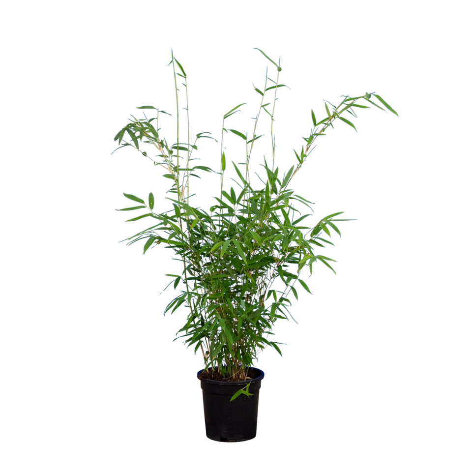 Bambus Jumbo