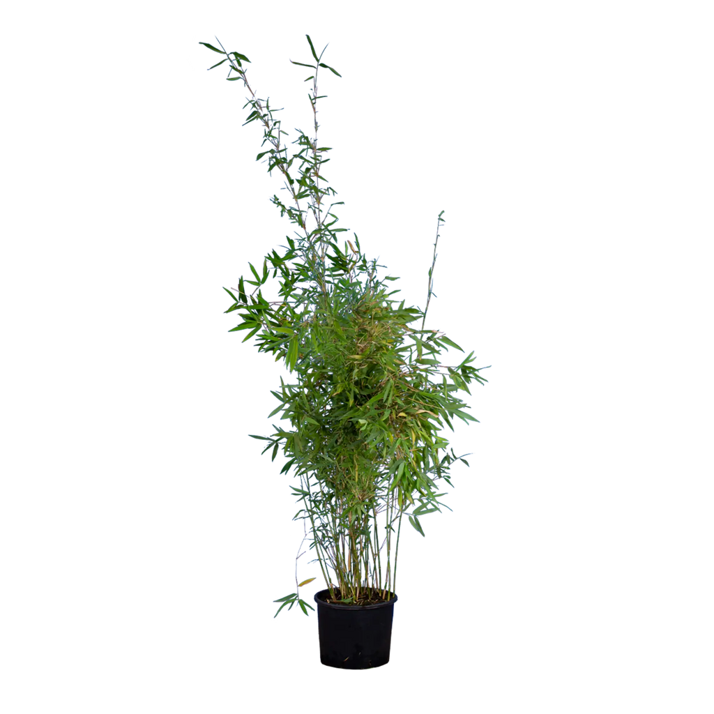 Bambus Winter Joy (Fargesia nitida 'Winter Joy') | 150-175 cm im Topf