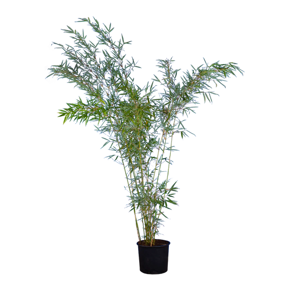 Bambus Campbell (Fargesia robusta 'Campbell') | 175-200 cm im Topf