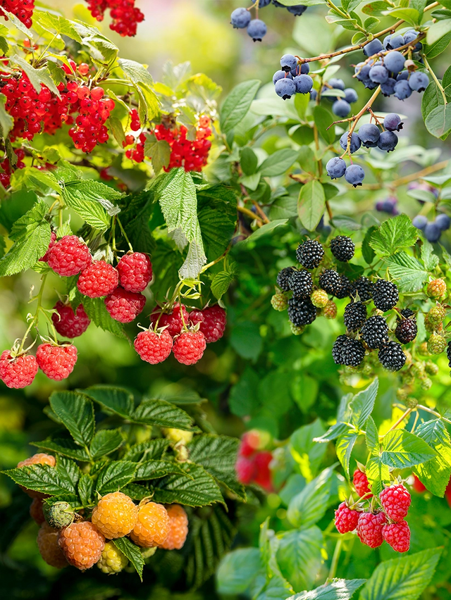 Obstgarten für Kinder