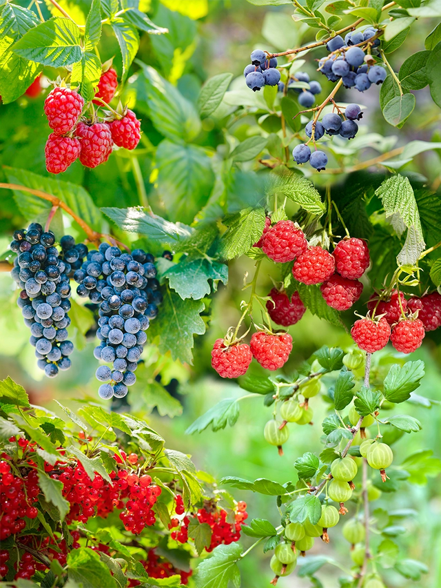 Gemischter Obstgarten mit alten Sorten