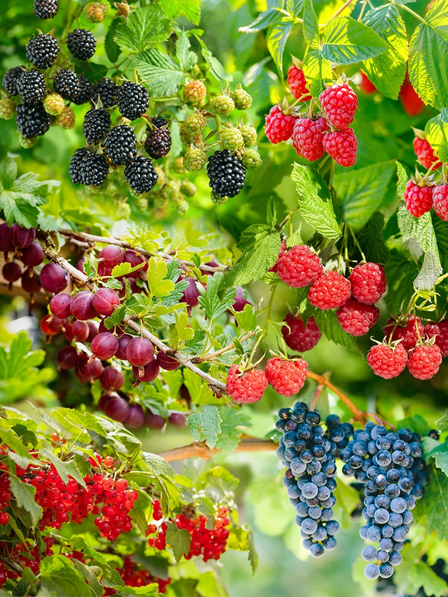 Gemischter Obstgarten für große Gärten