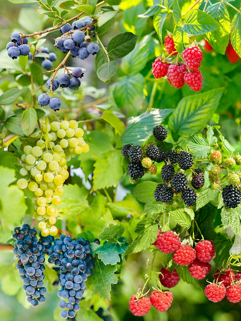 Gemischter Obstgarten mit süßem Obst