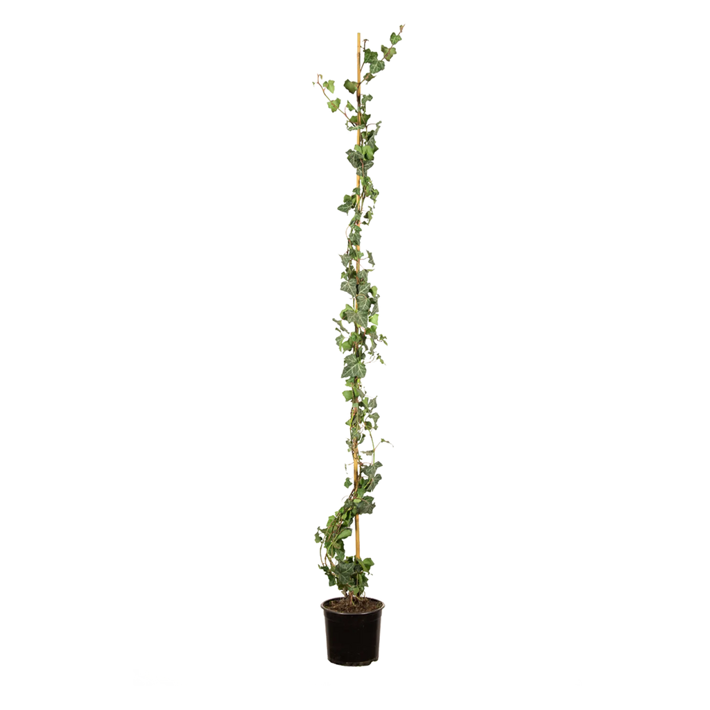 Gemeiner Efeu (Hedera helix) | 125-150 cm im Topf