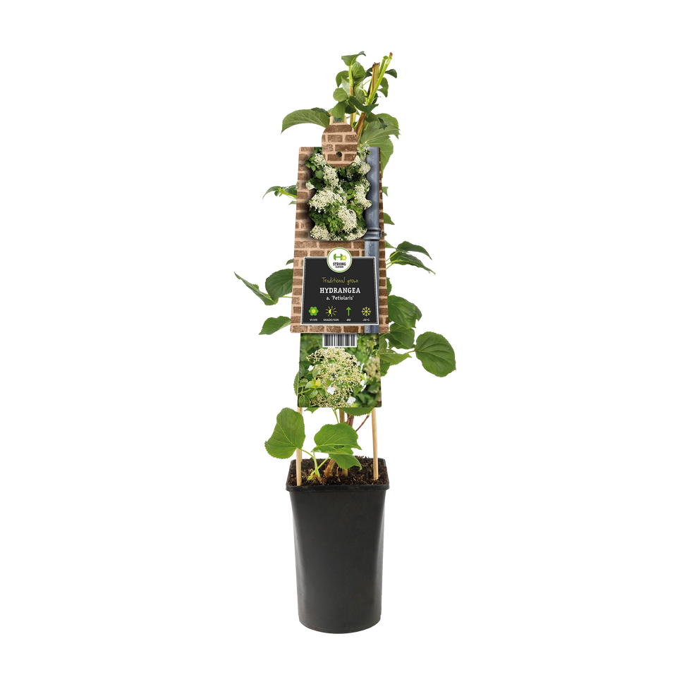 Kletterhortensie