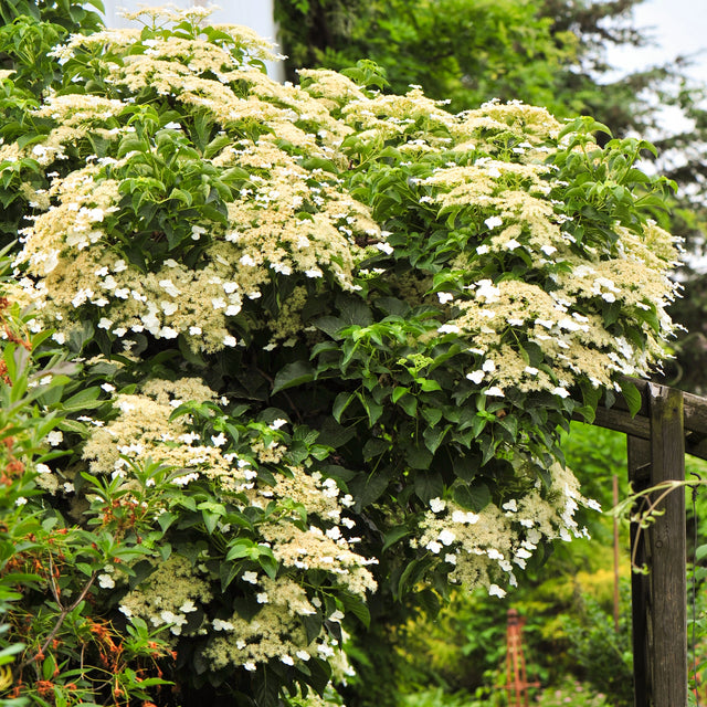 Kletterhortensie