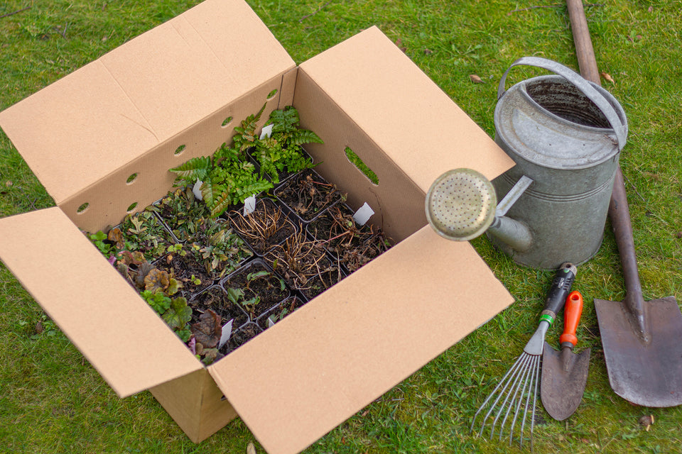 Staudenbeet Paket Rosa, Lila und Rot