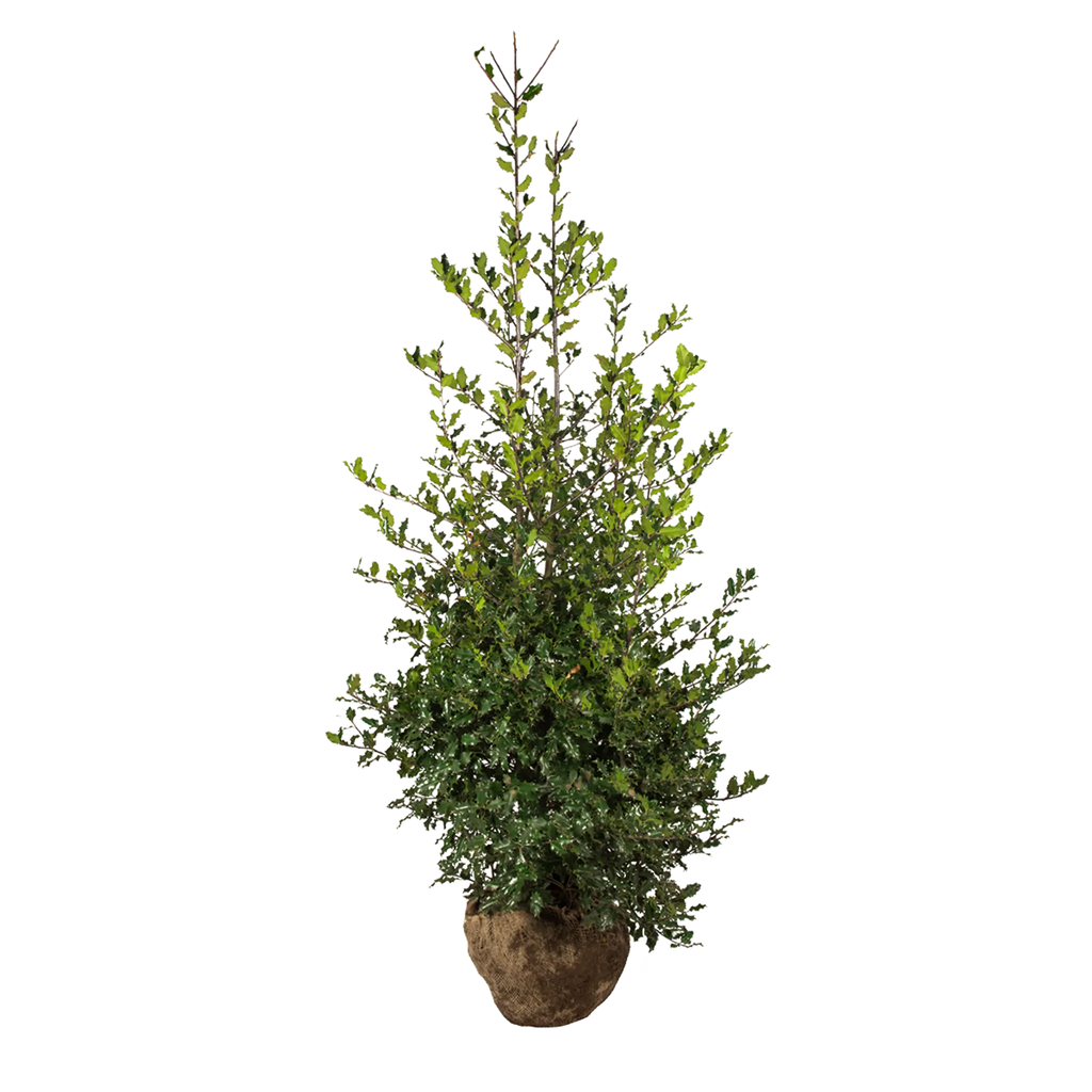 Europäische Stechpalme (Ilex aquifolium) | 150-175 cm mit Wurzelballen