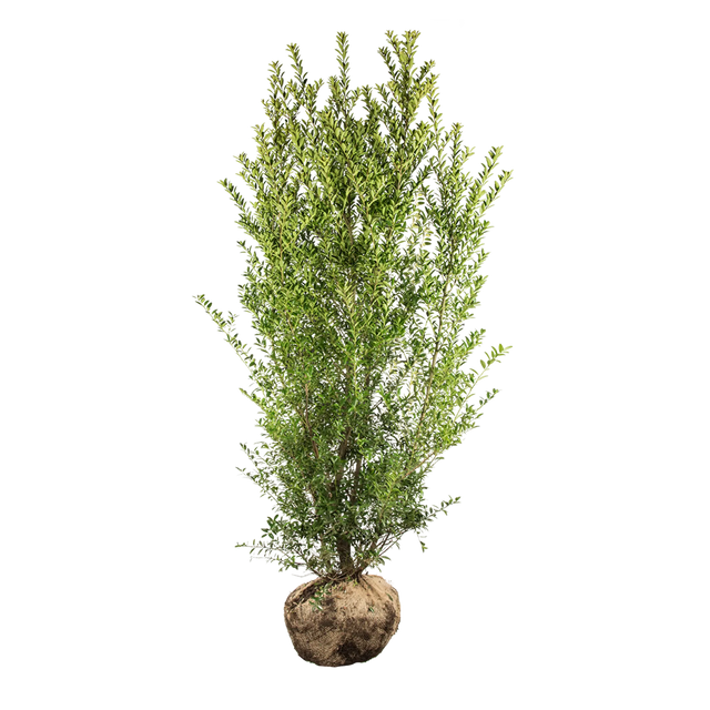 Japanische Stechpalme Blondie®