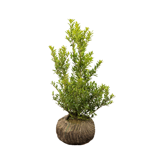 Japanische Stechpalme Blondie®