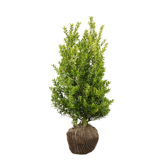 Japanische Stechpalme Blondie®