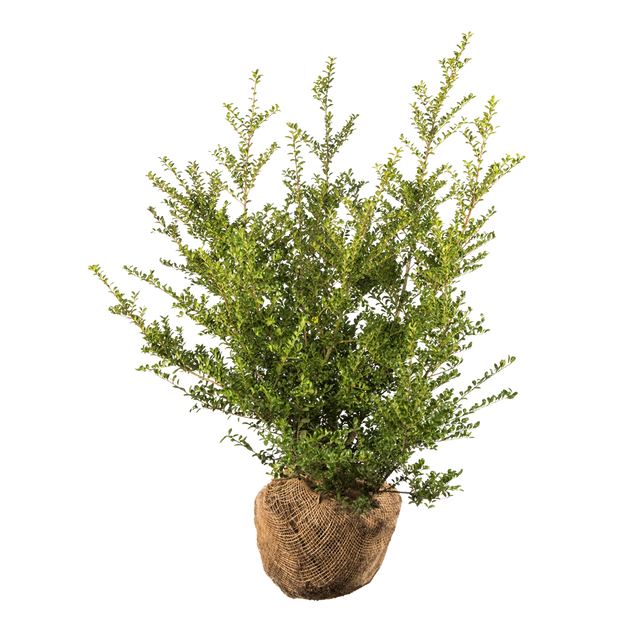 Japanische Stechpalme Convexa