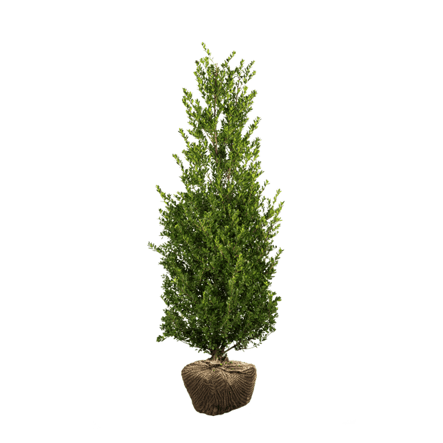 Japanische Stechpalme Dark Green®