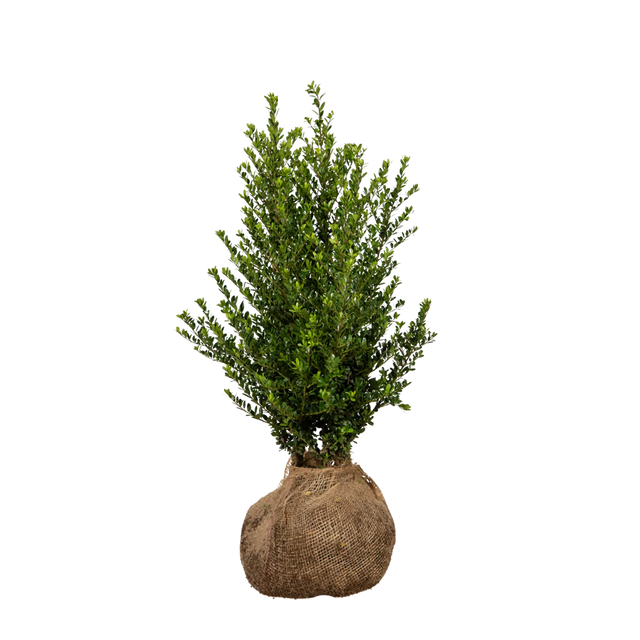 Japanische Stechpalme Dark Green®