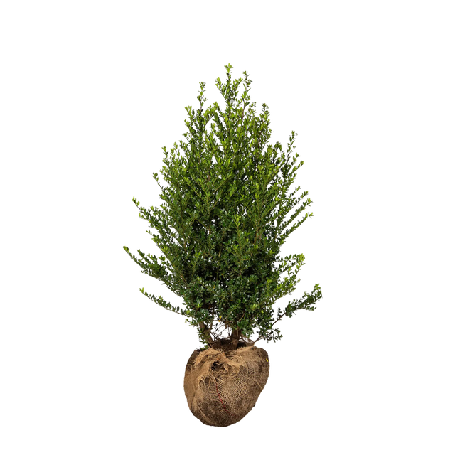 Japanische Stechpalme Dark Green®