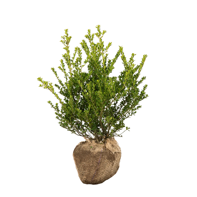 Japanische Stechpalme Green Hedge